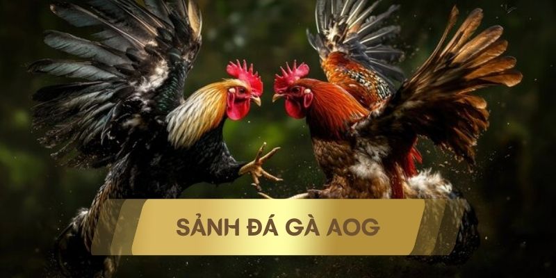 sảnh đá gà AOG