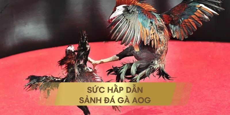 sảnh đá gà AOG